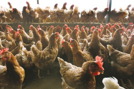 A produção da carne de aves na Ucrânia subiu de 13%
